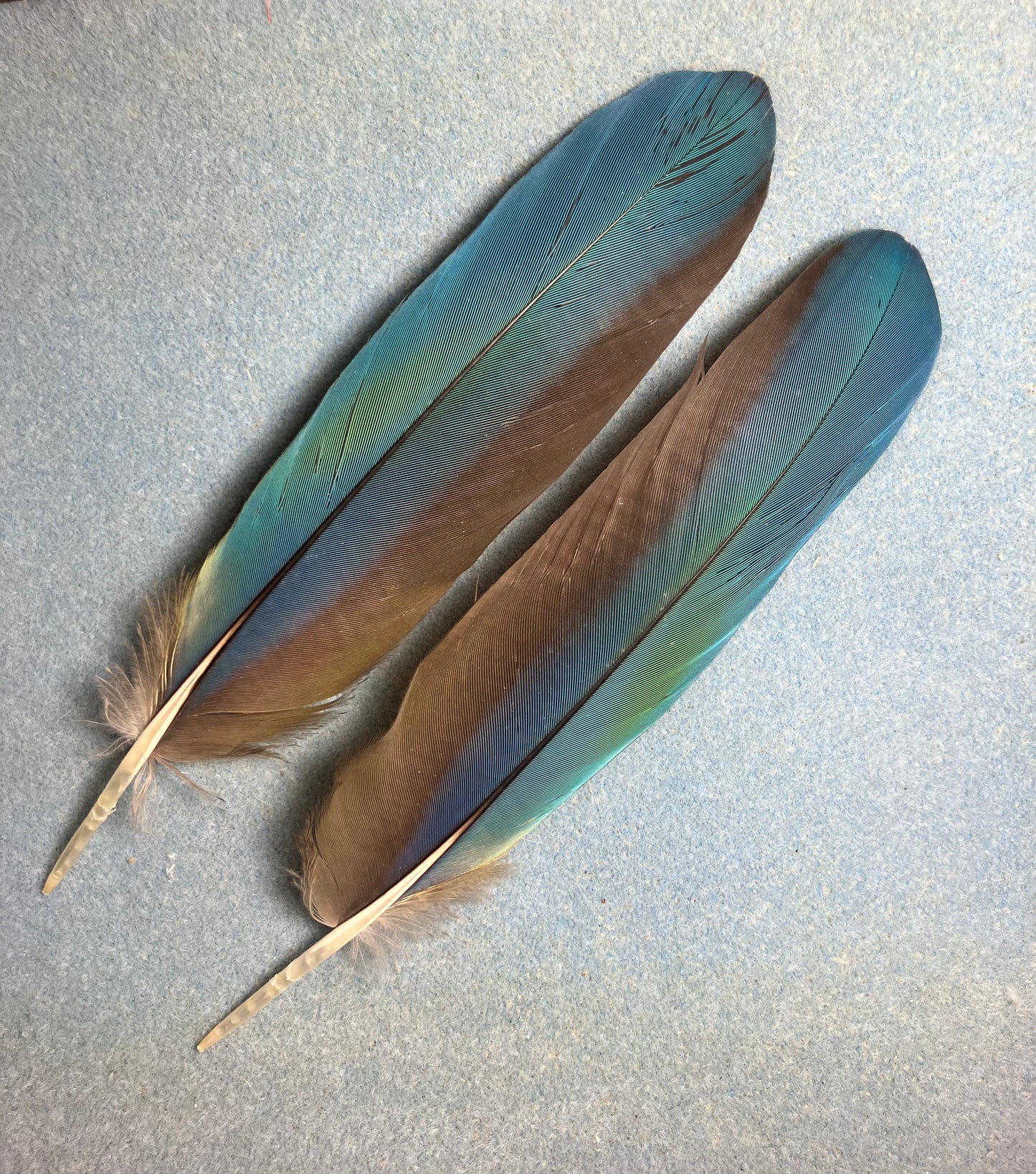 Pair of gorgeous green, blue, and red scarlet macaw wing feathers