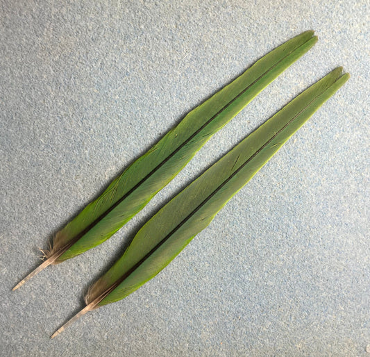 Pair of gorgeous green Noble mini macaw tail feathers