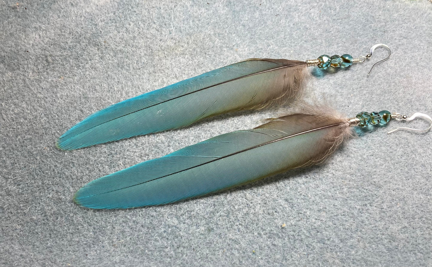 Long turquoise military macaw feather earrings adorned with turquoise Czech glass beads.