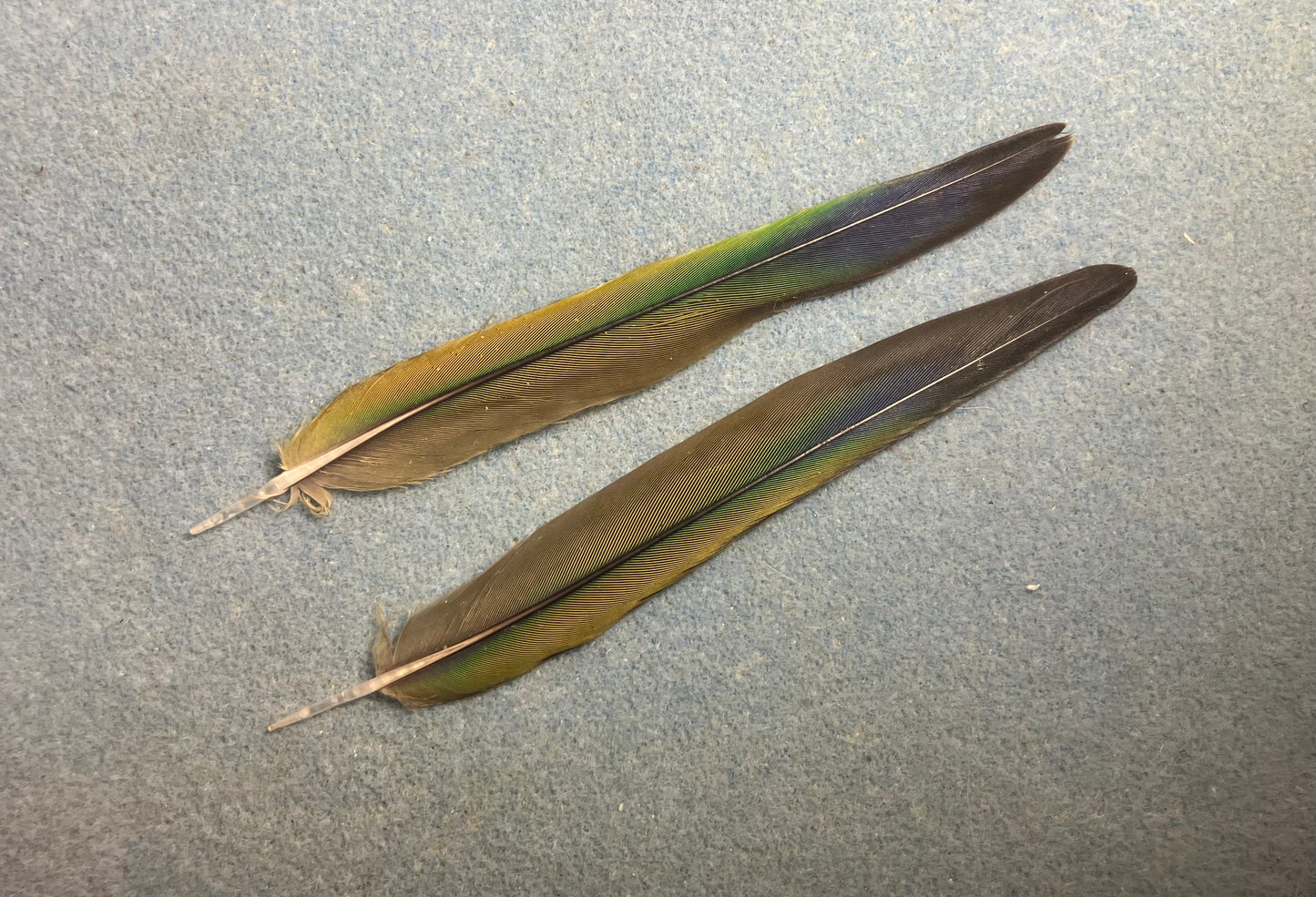 Pair of gorgeous green and blue sun conure tail feathers
