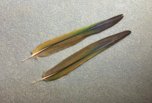 Pair of gorgeous green and blue sun conure tail feathers