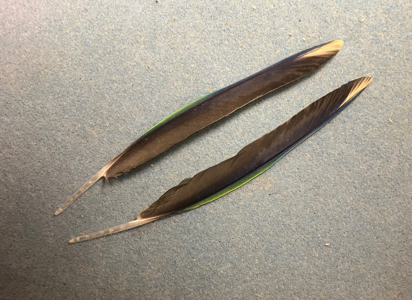 Pair of gorgeous green, black, blue, and yellow sun conure wing feathers