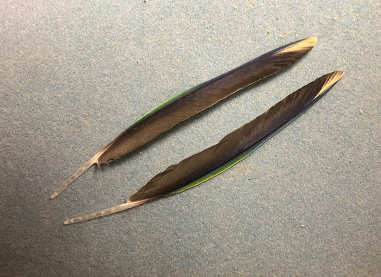 Pair of gorgeous green, black, blue, and yellow sun conure wing feathers