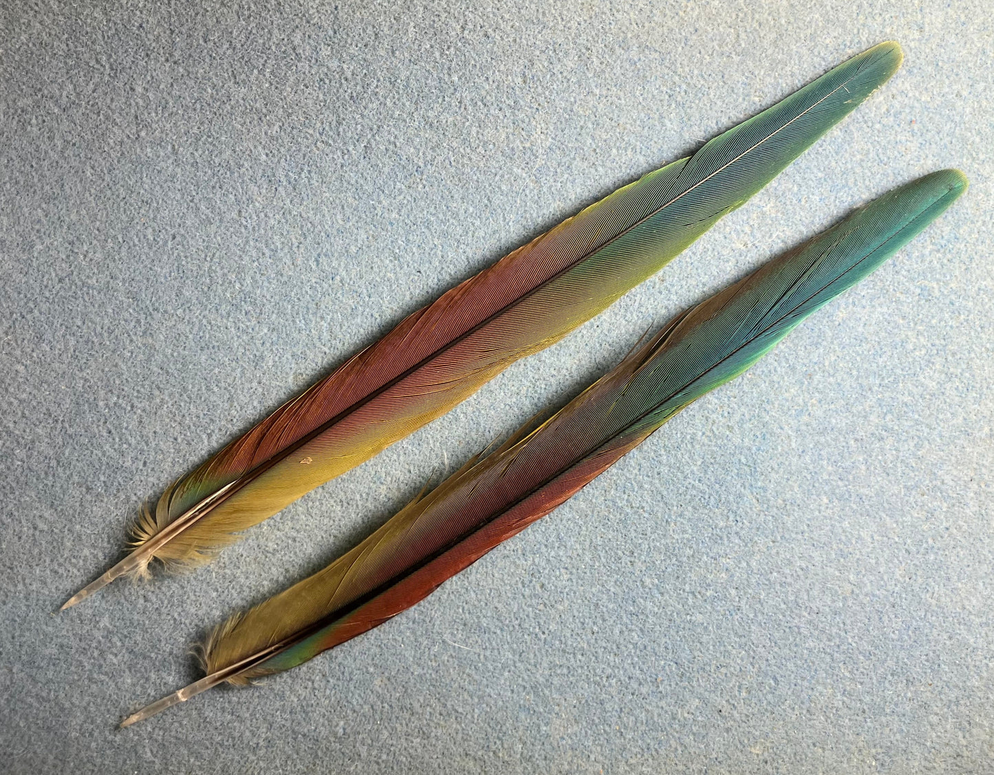 Pair of gorgeous blue, green, and red Illiger’s mini macaw tail feathers