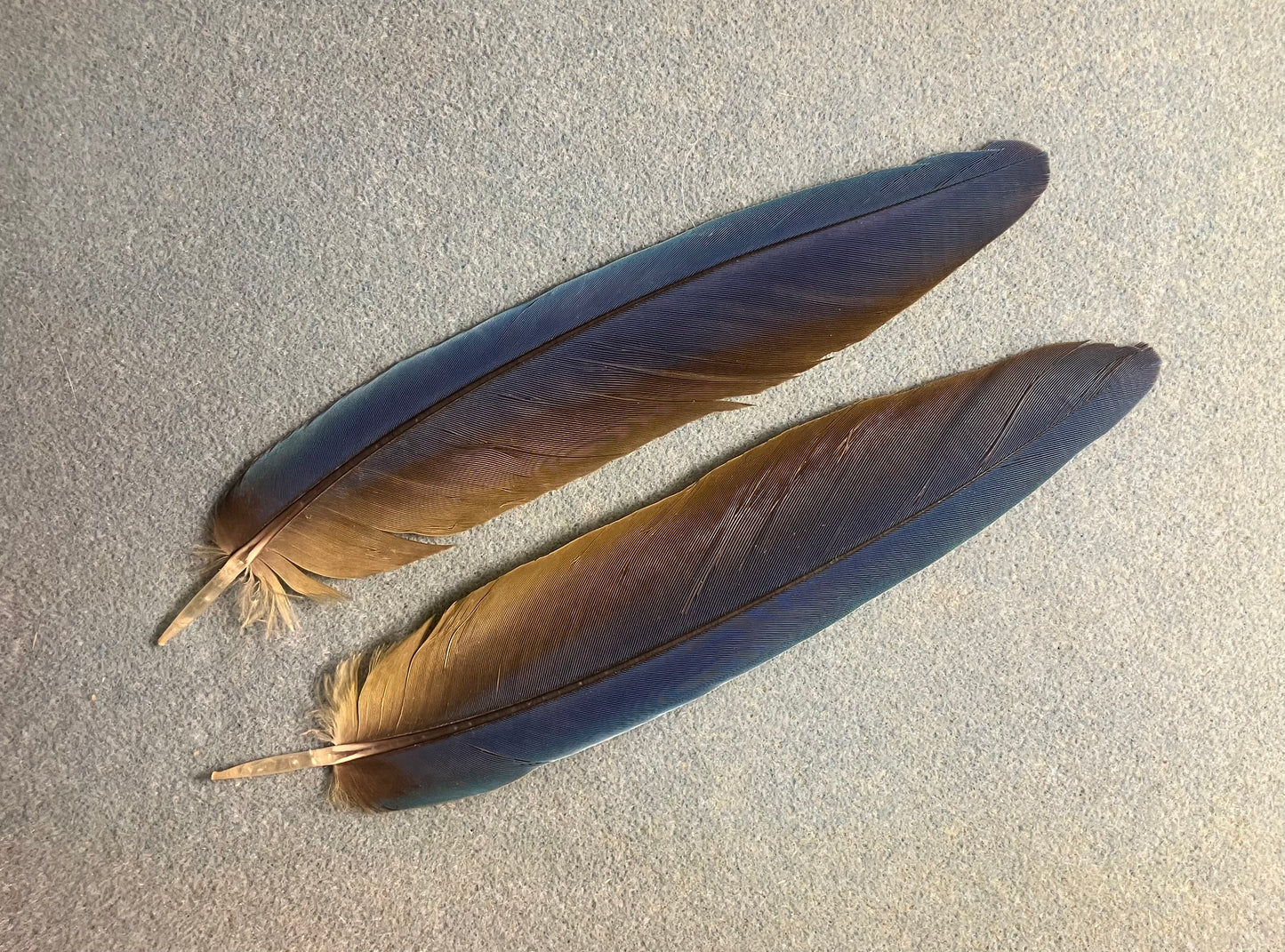 Pair of large gorgeous blue and yellow blue and gold macaw tail feathers