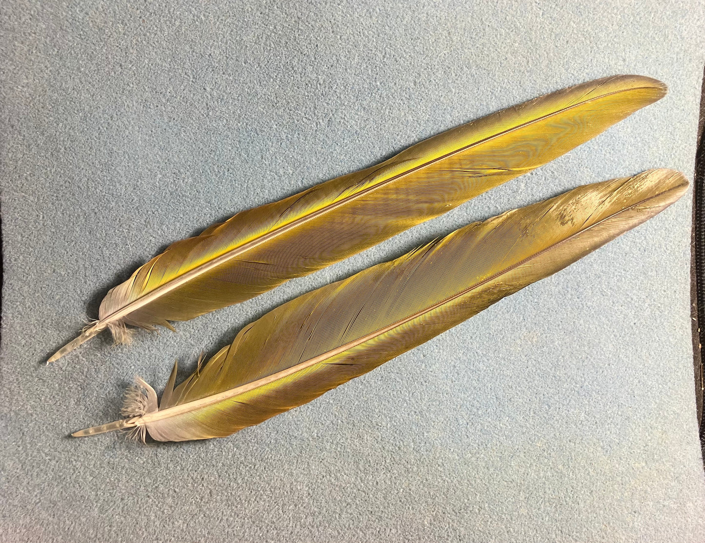 Pair of gorgeous blue, green, and red military macaw tail feathers