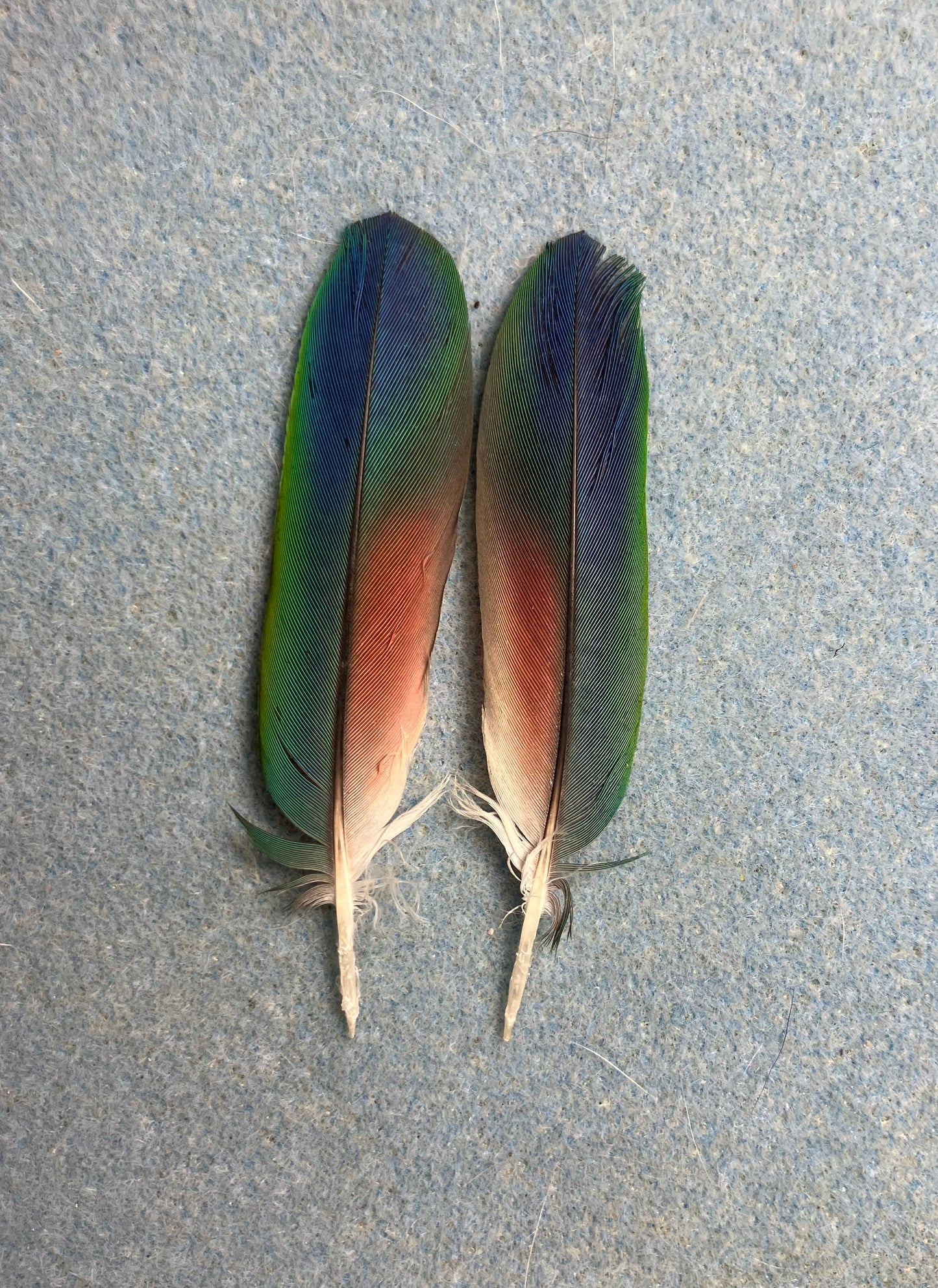 Pair of gorgeous green, blue, and red blue headed Pionus tail feathers