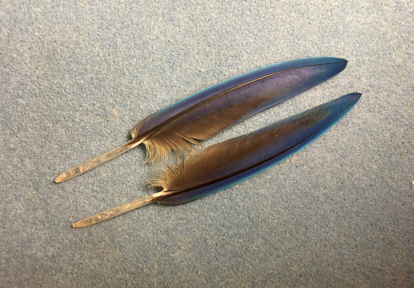 Pair of gorgeous blue and yellow pointed blue and gold macaw wing feathers
