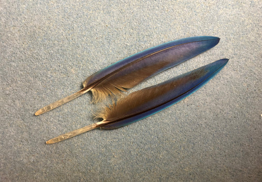 Pair of gorgeous blue and yellow pointed blue and gold macaw wing feathers