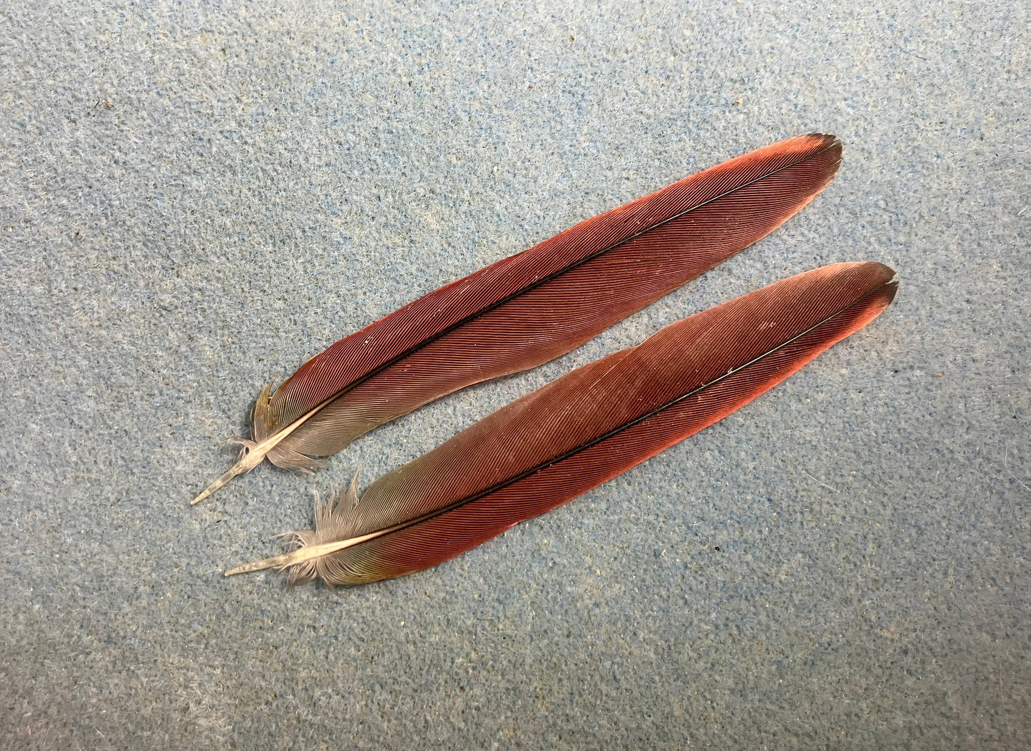 Pair of gorgeous dark red yellow sided green cheek conure tail feathers