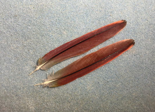 Pair of gorgeous dark red yellow sided green cheek conure tail feathers