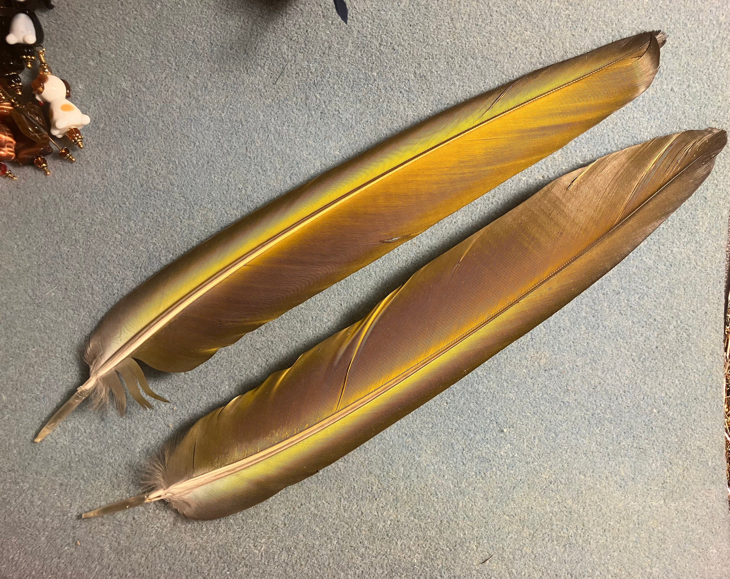 Pair of gorgeous blue and yellow blue and gold macaw tail feathers