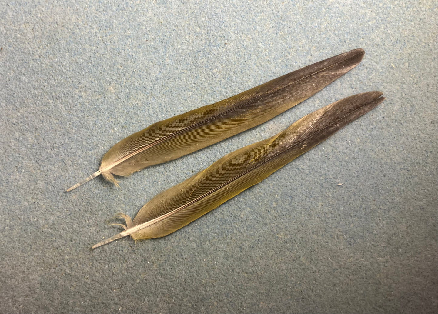 Pair of gorgeous green and blue sun conure tail feathers