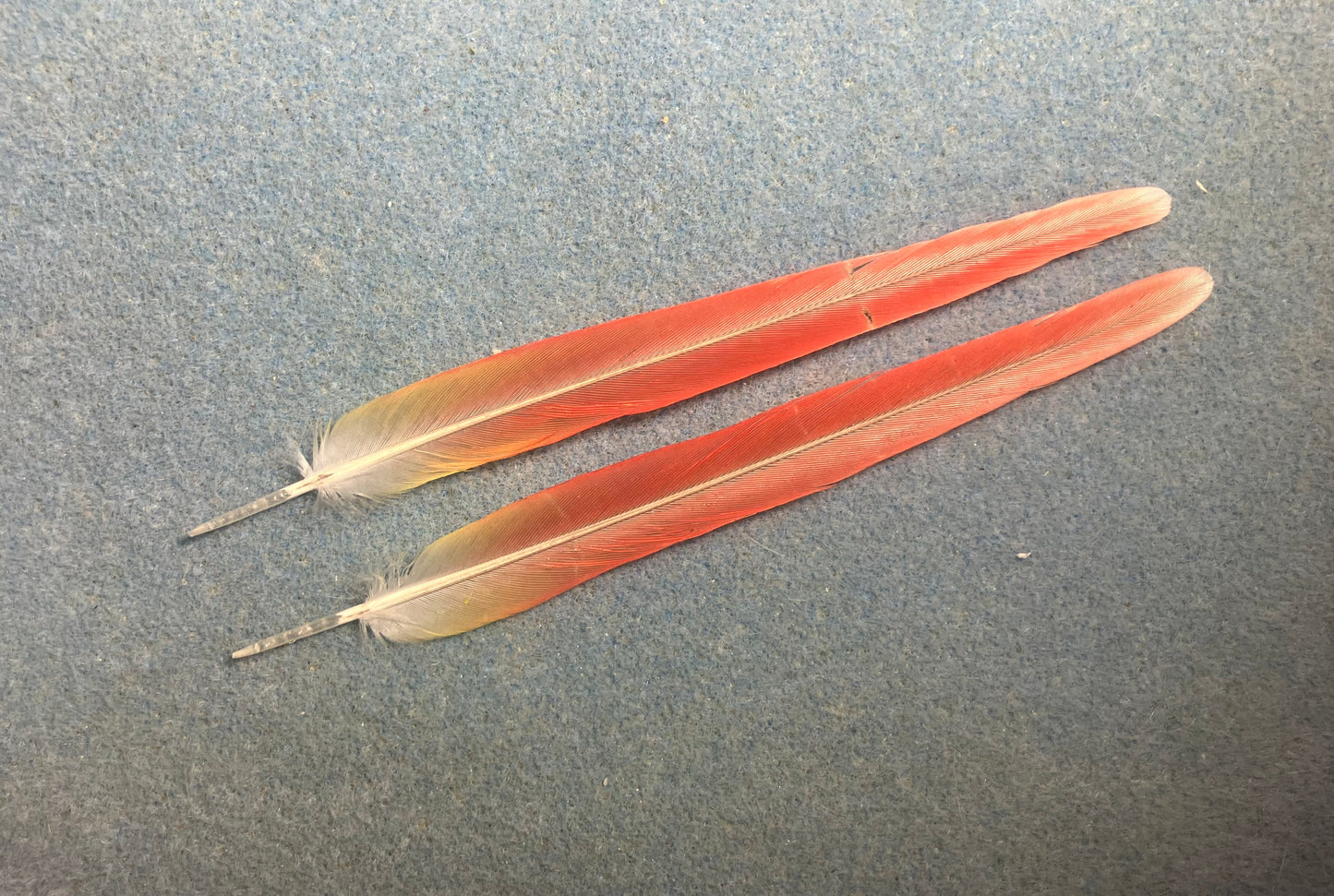 Pair of gorgeous bright red sun cheek conure tail feathers