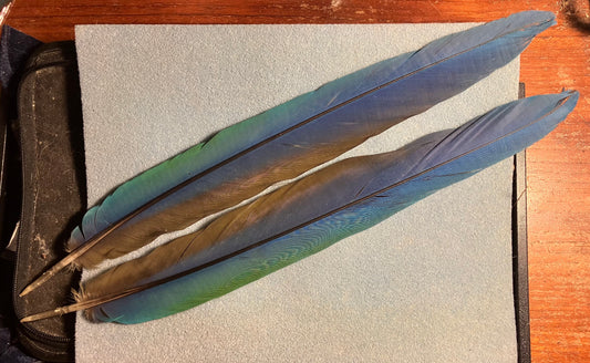 Pair of gorgeous blue, green, and yellow harlequin macaw tail feathers