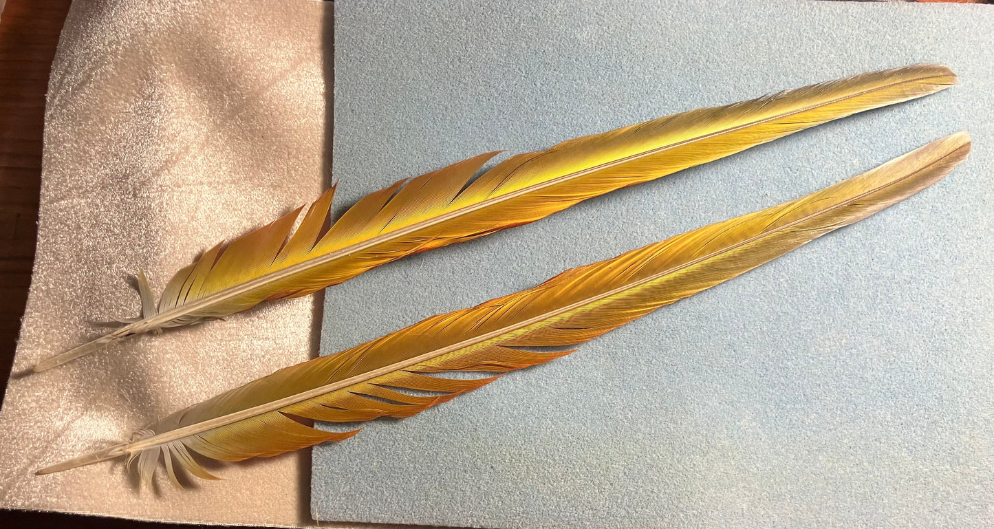 Pair of gorgeous blue, green, red, and yellow military macaw tail feathers
