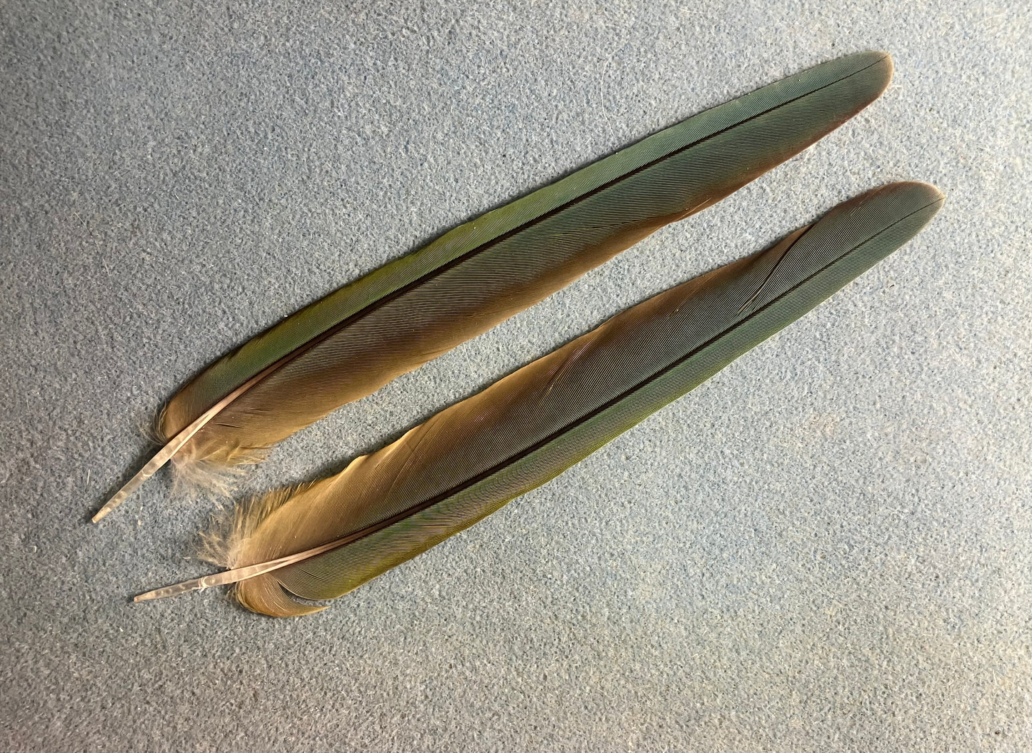 Pair of gorgeous olive green red-fronted macaw tail feathers