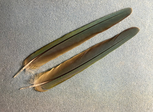 Pair of gorgeous olive green red-fronted macaw tail feathers
