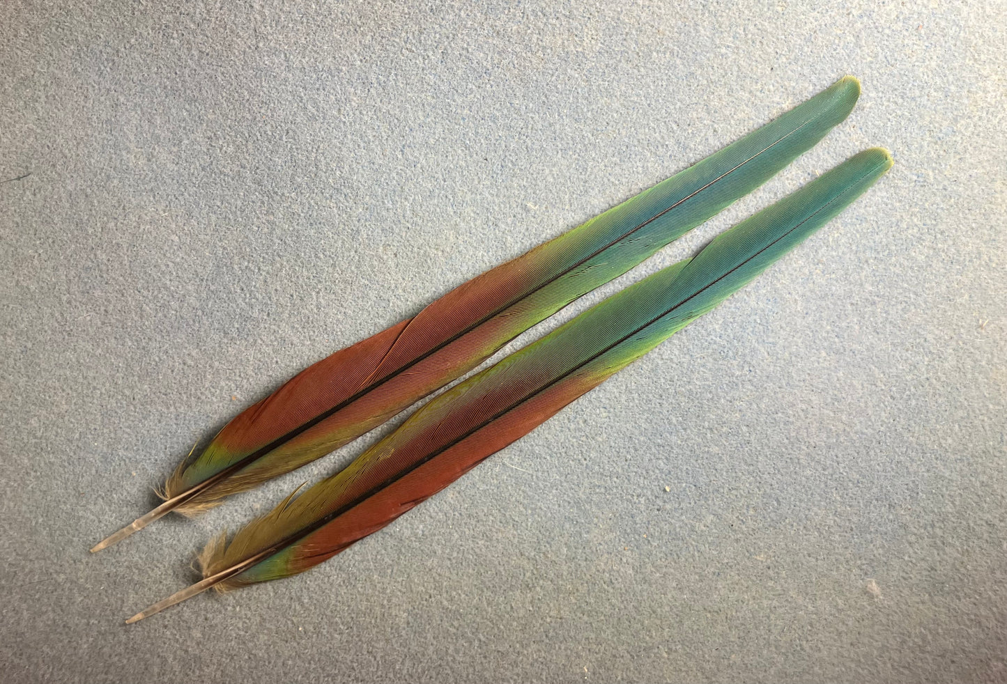 Pair of gorgeous blue, green, and red yellow-collared mini macaw tail feathers