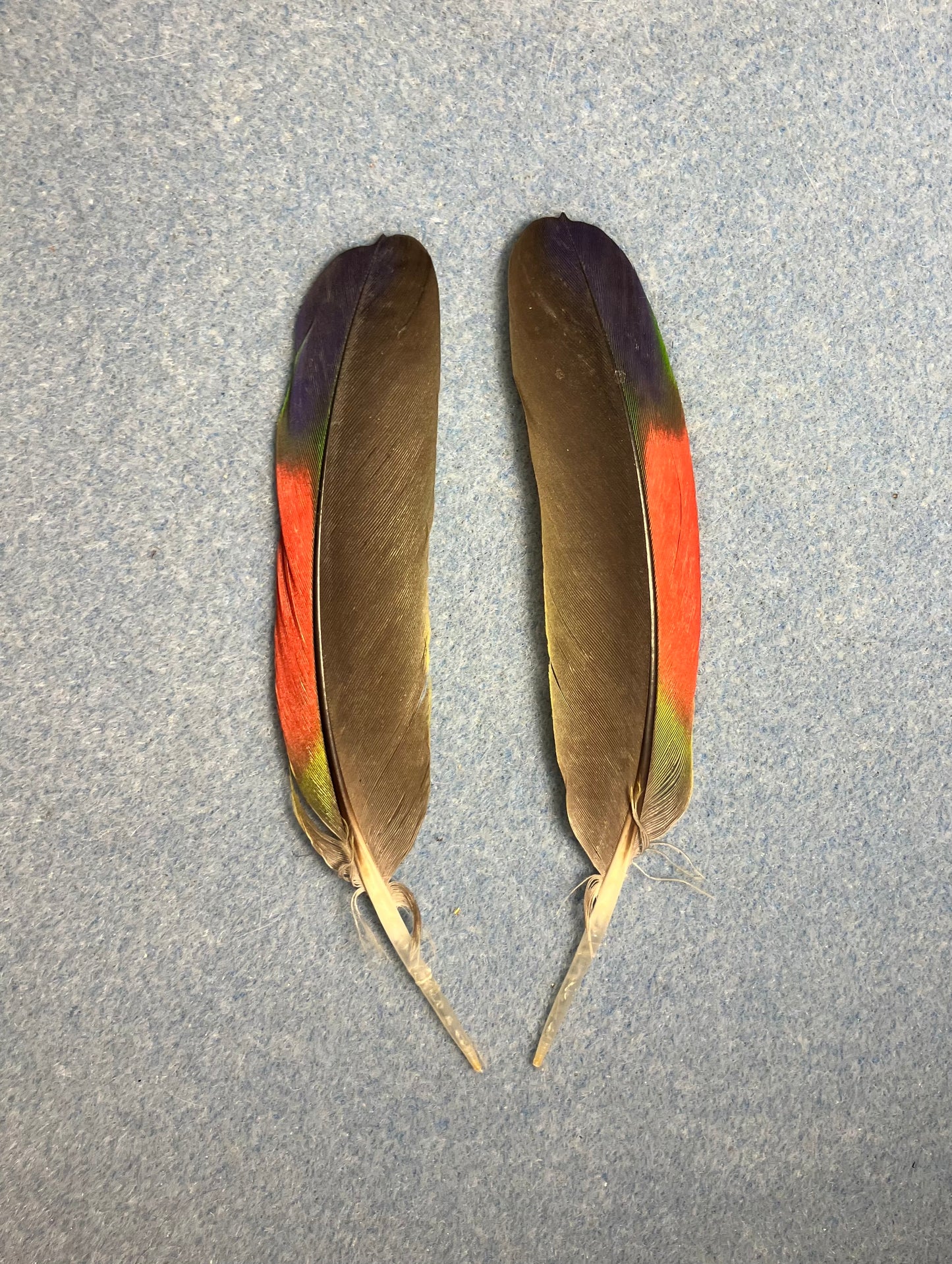 Pair of gorgeous black, blue, and red red-lored Amazon wing feathers