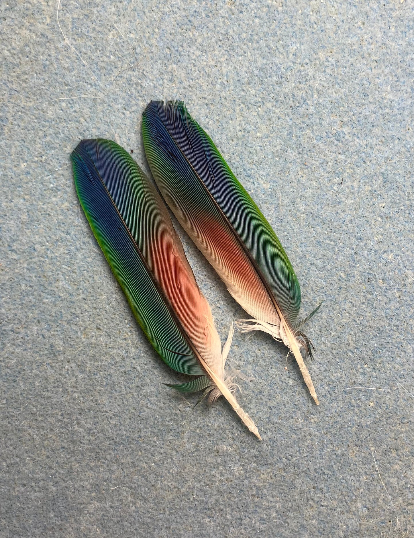 Pair of gorgeous green, blue, and red blue headed Pionus tail feathers