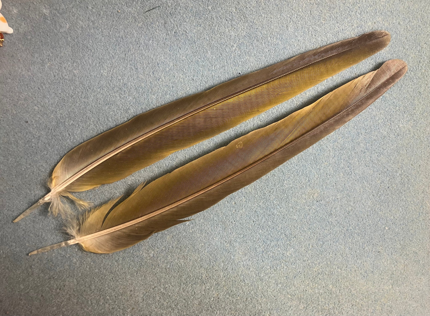 Pair of gorgeous bluish olive green red-fronted macaw tail feathers