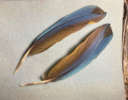 Pair of large gorgeous blue and yellow blue and gold macaw wing feathers
