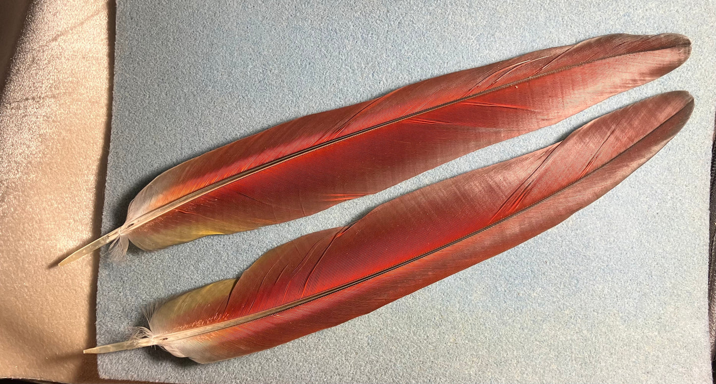 Pair of gorgeous blue and red scarlet macaw tail feathers