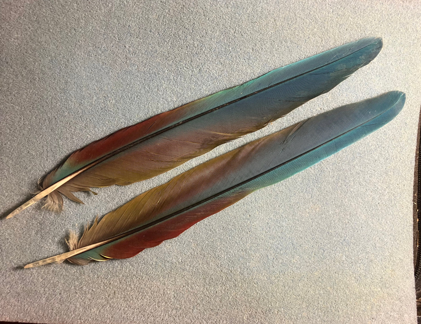 Pair of gorgeous blue, green, and red military macaw tail feathers