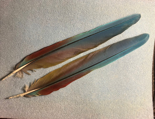 Pair of gorgeous blue, green, and red military macaw tail feathers
