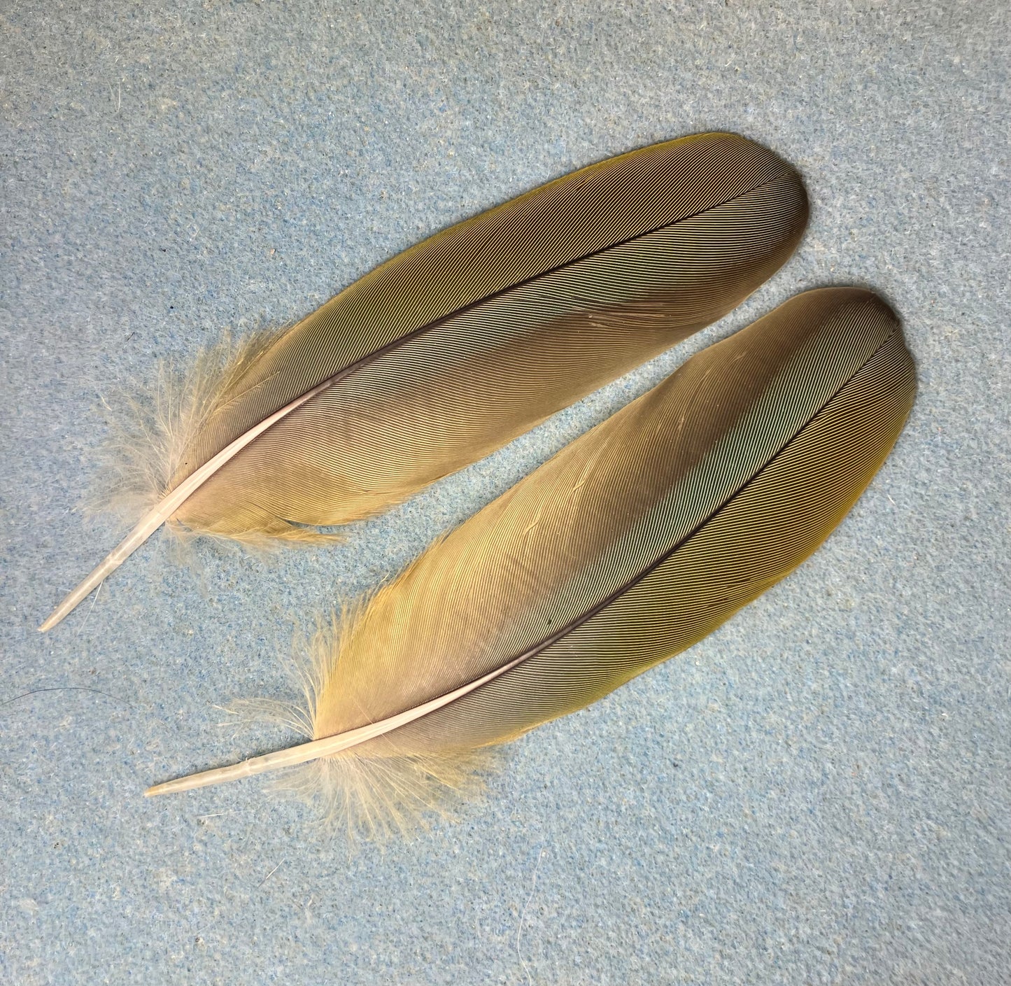 Pair of gorgeous olive green red-fronted macaw wing feathers