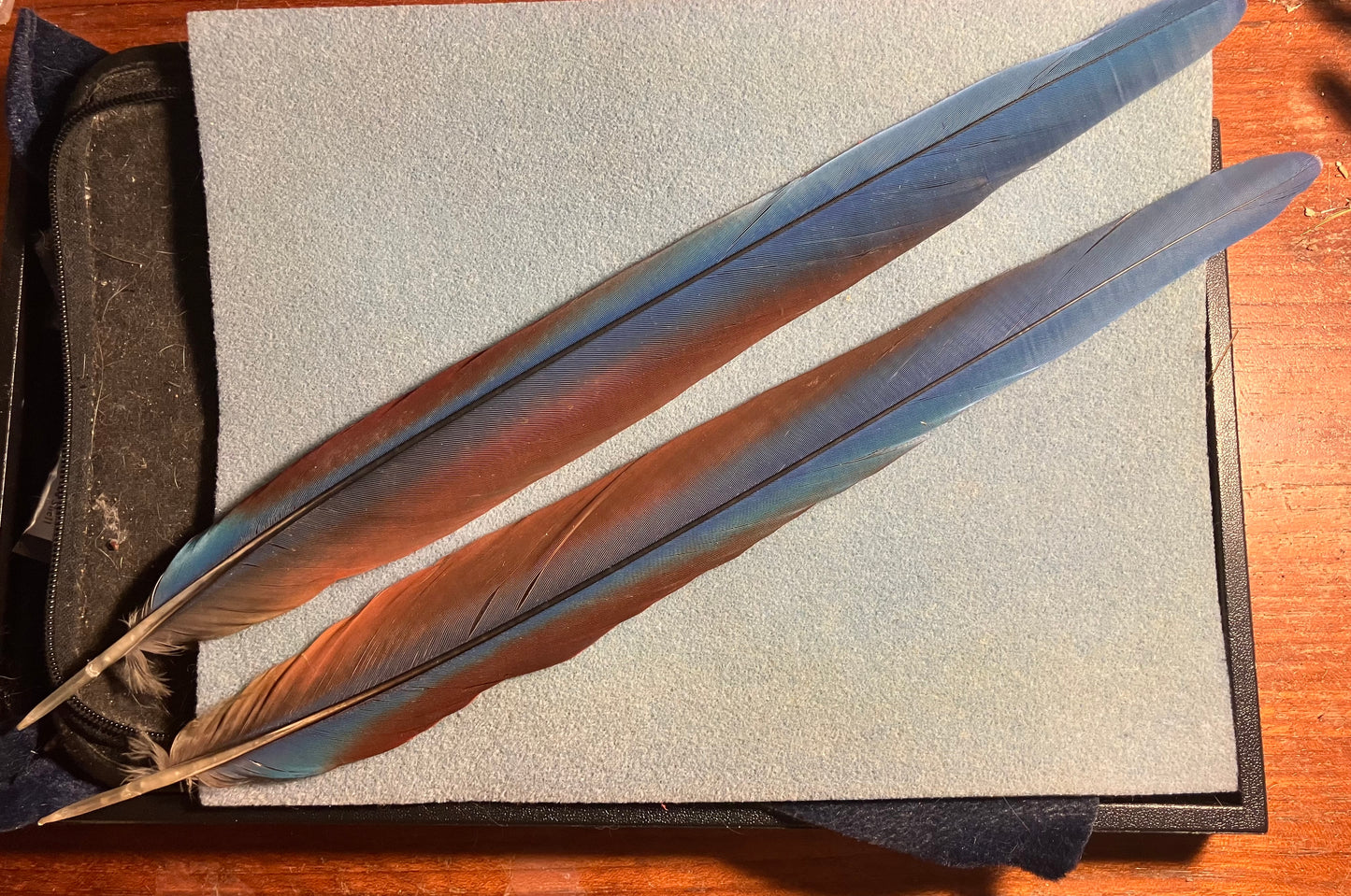 Pair of gorgeous blue and red greenwinged macaw tail feathers