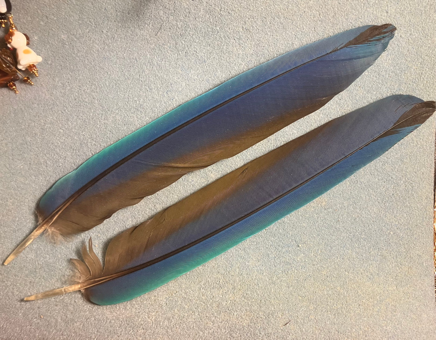 Pair of gorgeous blue and yellow blue and gold macaw tail feathers