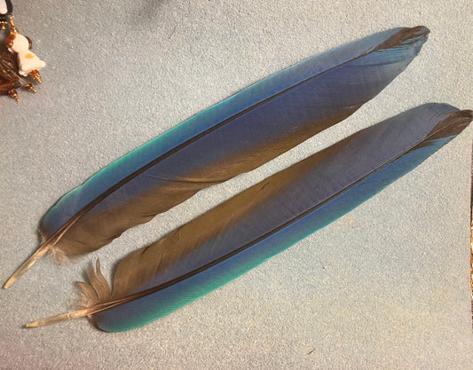 Pair of gorgeous blue and yellow blue and gold macaw tail feathers