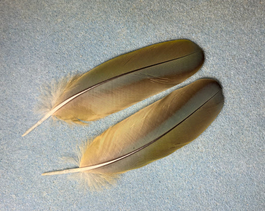 Pair of gorgeous olive green red-fronted macaw wing feathers