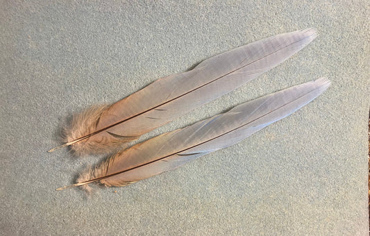 Pair of gorgeous light blue and pink scarlet macaw feathers