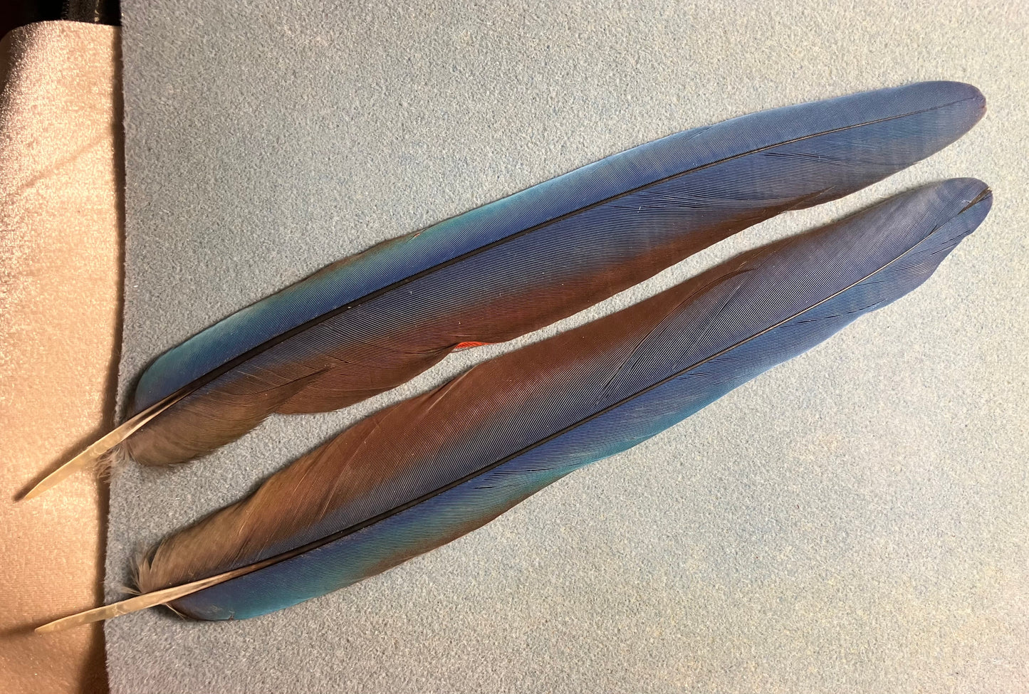 Pair of gorgeous blue and red scarlet macaw tail feathers