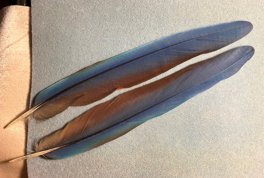 Pair of gorgeous blue and red scarlet macaw tail feathers