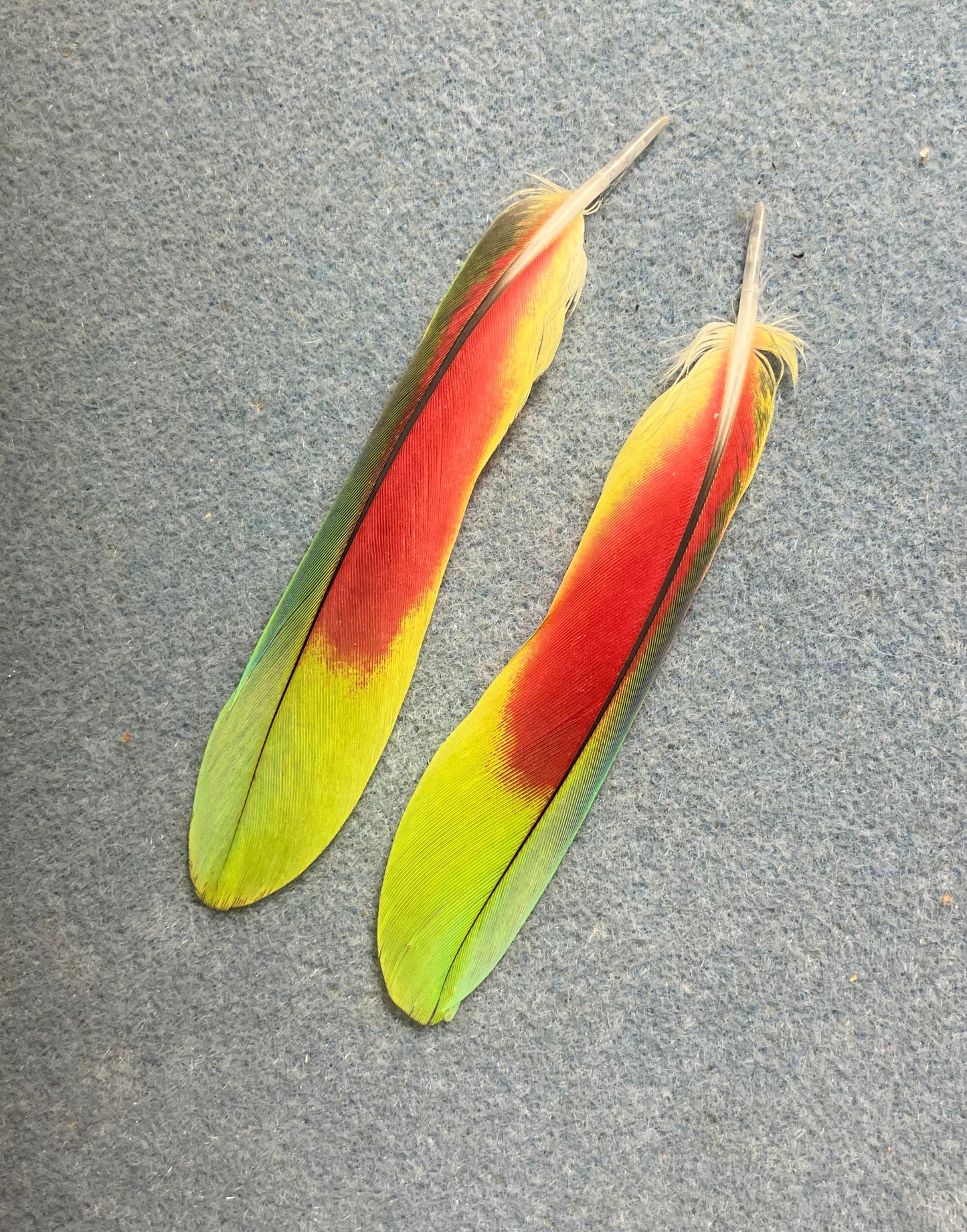 Pair of gorgeous lime green and red white-fronted (spectacled) Amazon tail feathers