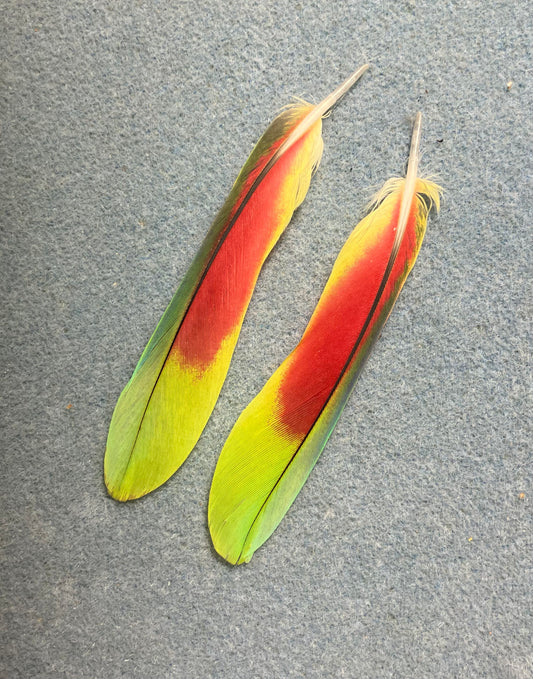 Pair of gorgeous lime green and red white-fronted (spectacled) Amazon tail feathers