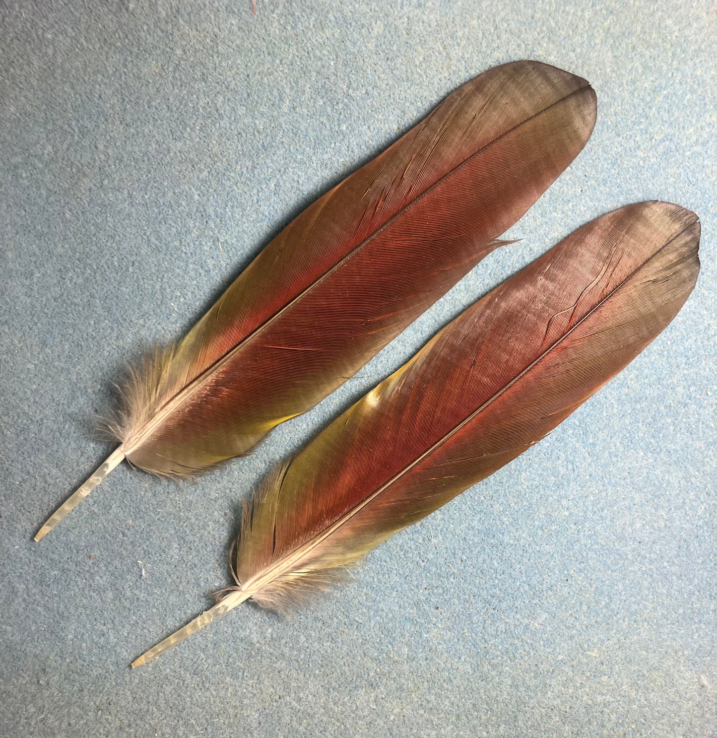 Pair of gorgeous green, blue, and red scarlet macaw wing feathers