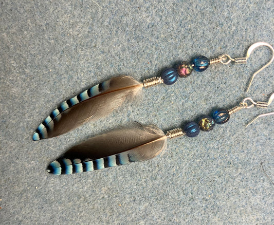 Small striped blue jay feather earrings adorned with small blue Czech glass beads.