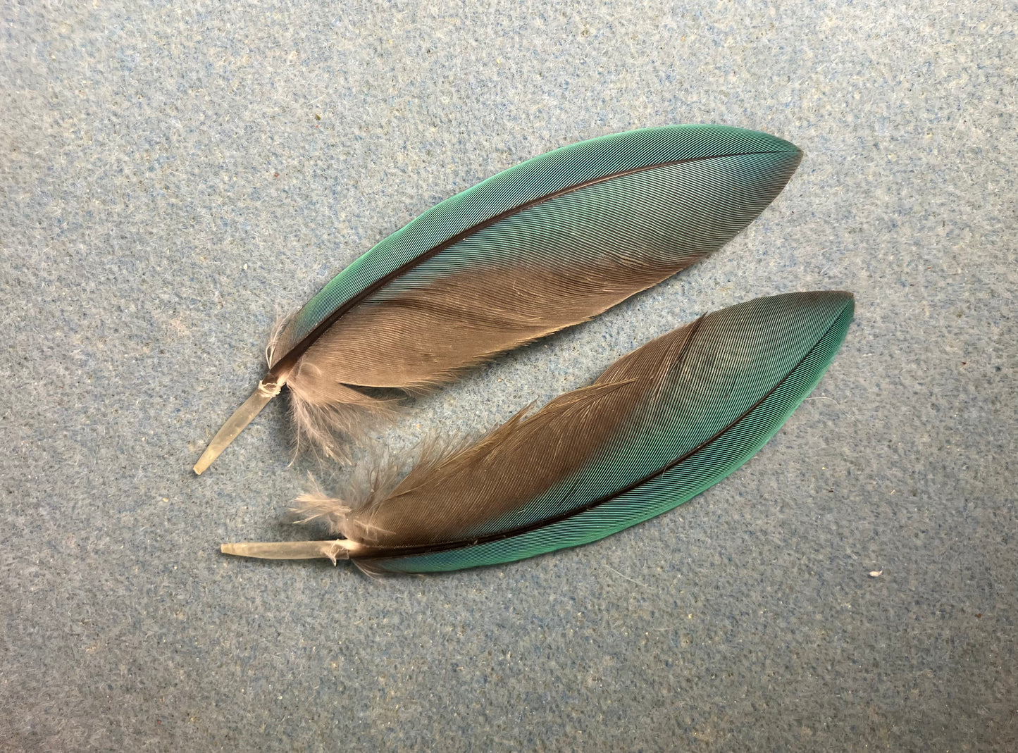 Pair of gorgeous blue and yellow  military macaw wing feathers