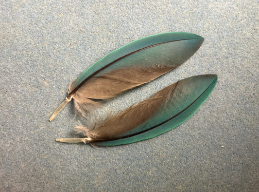 Pair of gorgeous blue and yellow  military macaw wing feathers