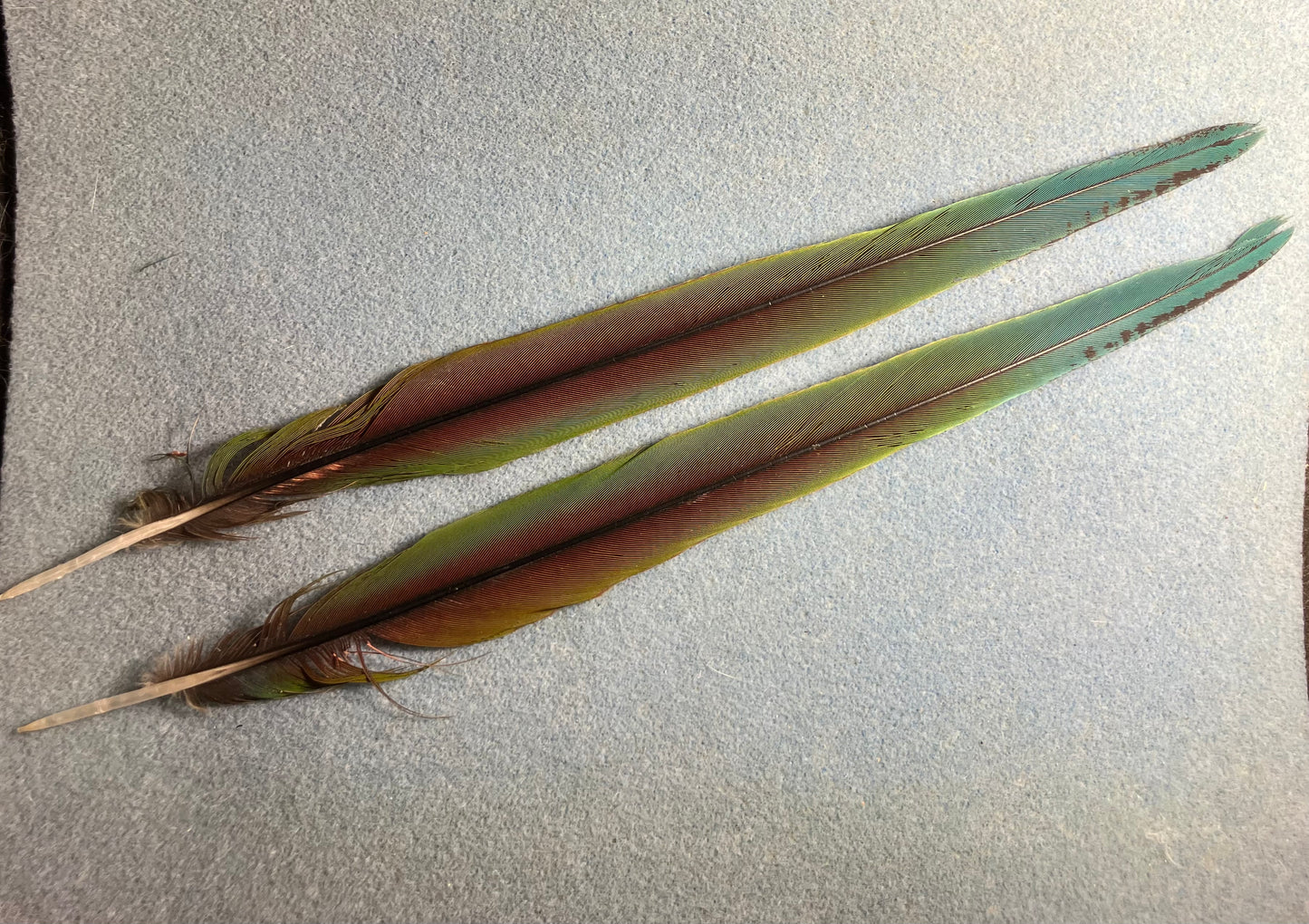 Pair of gorgeous blue, green, and red Severe (chestnut-fronted) mini macaw tail feathers