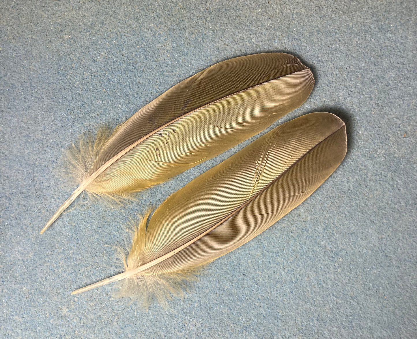 Pair of gorgeous olive green red-fronted macaw wing feathers