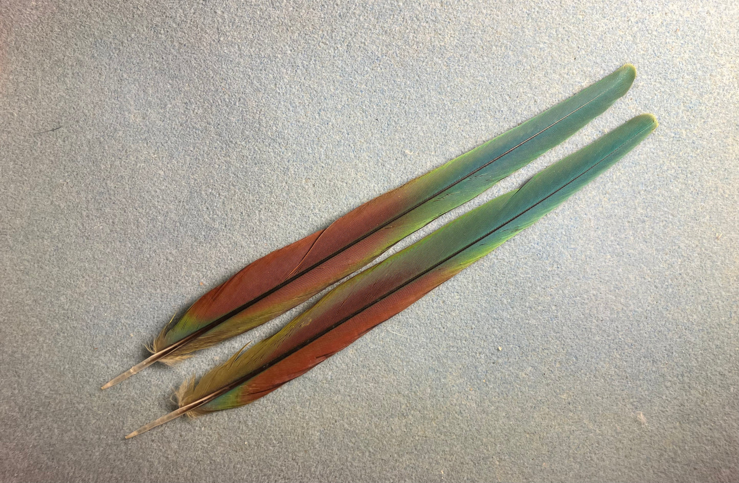 Pair of gorgeous blue, green, and red yellow-collared mini macaw tail feathers