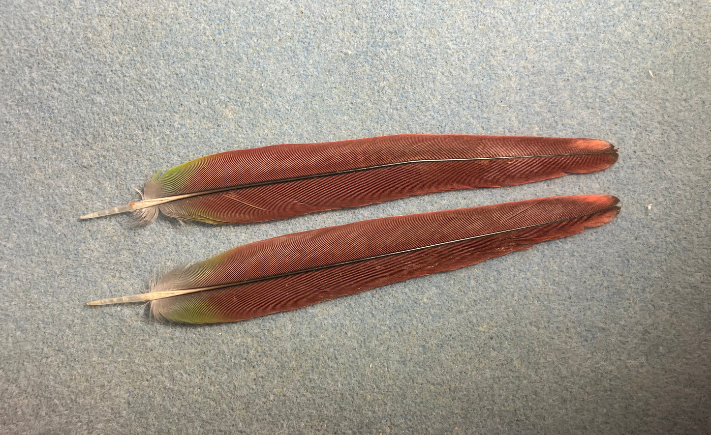 Pair of gorgeous dark red (with a hint of green) yellow sided green cheek conure tail feathers