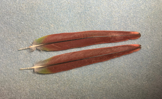 Pair of gorgeous dark red (with a hint of green) yellow sided green cheek conure tail feathers