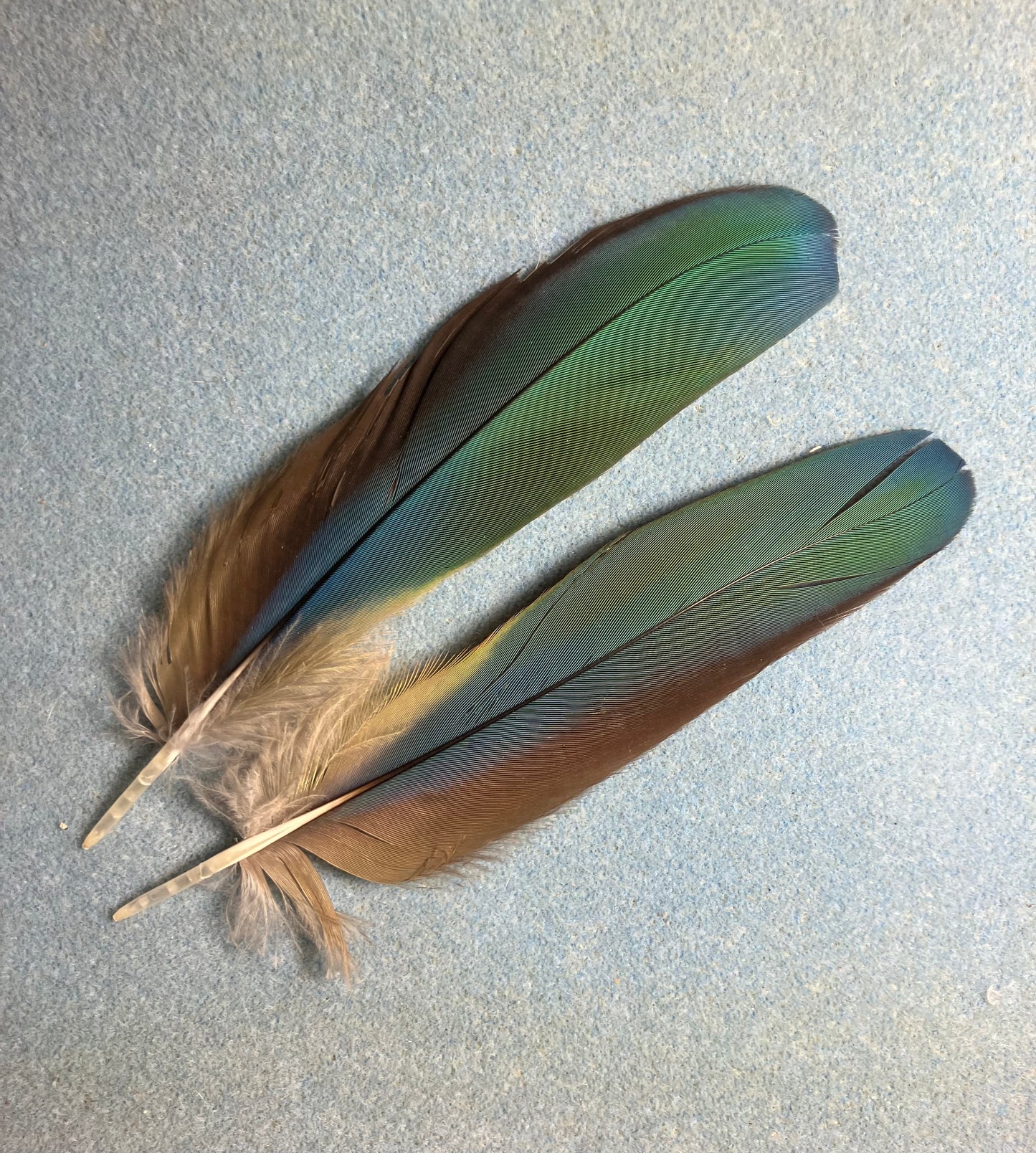 Pair of gorgeous green, blue, and red scarlet macaw wing feathers
